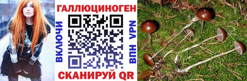 где купить наркотик  Сибай  Галлюциногенные грибы GOLDEN TEACHER 